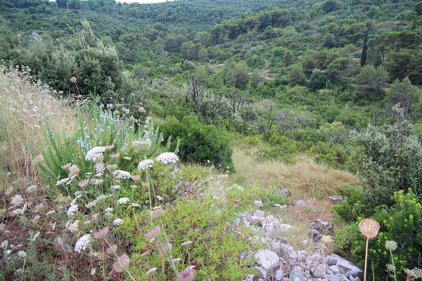 C19995 27-07-2014 Nečujam.jpg